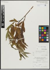 Foto von Salix alba L. x Salix fragilis L.
